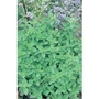 Oregano x 1500 seeds