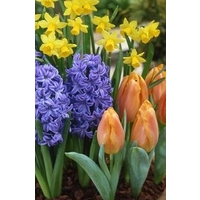 Hyacinth, Daffodil & Tulip collection x 30 bulbs