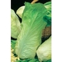 Chicory Pain de Sucre x 500 seeds