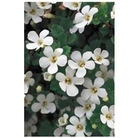 Bacopa Snowflake White x 5 young plants
