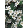 Bacopa Snowflake White x 5 young plants
