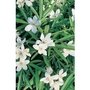 Choisya Aztec Pearl x 5 young plants