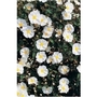 Cistus Corbariensis x 5 young plants