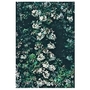 Escallonia Donard Seedling x 5 young plants