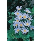 Felicia Blue (Marguerite Daisy) x 5 young plants