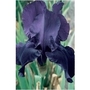 Bearded Iris Night Owl x 5 plants