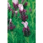 French Lavender Kew Red x 5 young plants