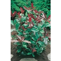 Photinia Red Robin x 5 young plants