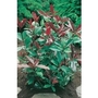 Photinia Red Robin x 5 young plants