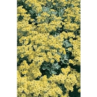 Senecio Greyii x 5 young plants