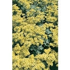 Senecio Greyii x 5 young plants