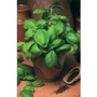 Basil Sweet Genovese x 650 seeds
