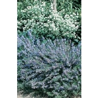 Rosemary x 75 seeds