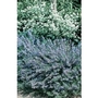 Rosemary x 75 seeds
