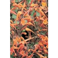 Agastache Apricot Sprite x 5 plants