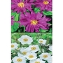 Japanese Anemone Mixed Pack x 10 plants
