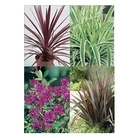Mixed Architectural Plants x 20 plants