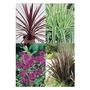 Mixed Architectural Plants x 20 plants