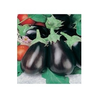 Aubergine Black Beauty x 150 seeds