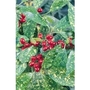 Aucuba Japonica Spotted Laurel x 5 plants