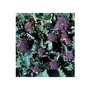 Broccoli Bordeaux x 35 seeds