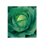 Cabbage Sherwood x 50 seeds