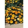 Calendula Daisy Mixed (Pot Marigold) x 50 seeds