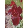 Bearded Iris Caliente x 5 plants