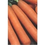 Carrot Early Nantes F1 x 2000 seeds