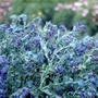 Cerinthe Kiwi Blue seeds x 30 seeds