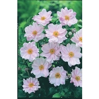 Japanese Anemone Queen Charlotte x 5 plants