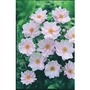 Japanese Anemone Queen Charlotte x 5 plants