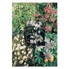 Mixed Climber Collection Pack x 5 plants