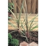 Cordyline Sundance