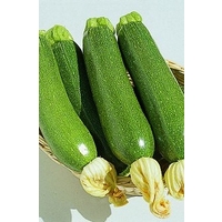 Courgette Defender (Green) x 10 seeds