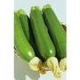 Courgette Defender (Green) x 10 seeds