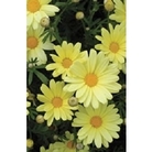 Chrysanthemum Crazy Daisy Butterfly x 5