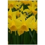 Daffodils Mixed x 20 bulbs