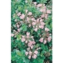 Escallonia Appleblossom x 5 young plants