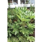 Fatsia Japonica Japanese Aralia x 5 young plants