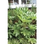Fatsia Japonica Japanese Aralia x 5 young plants
