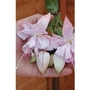 Giant Fuchsia Holly's Beauty x 5 young plants + 5 FREE!