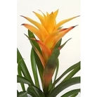 Guzmania Bromeliad