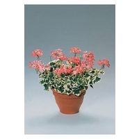 Geranium Frank Headley x 5 young plants