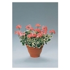 Geranium Frank Headley x 5 young plants