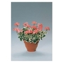 Geranium Frank Headley x 5 young plants