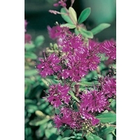 Hebe Shrubby Veronica Wiri Charm x 5 plants