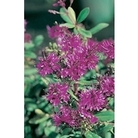 Hebe Shrubby Veronica Wiri Charm x 5 plants