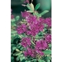 Hebe Shrubby Veronica Wiri Charm x 5 plants