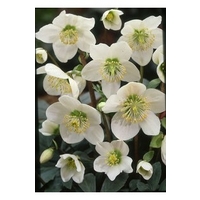 Hellebore Niger Christmas Rose x 3